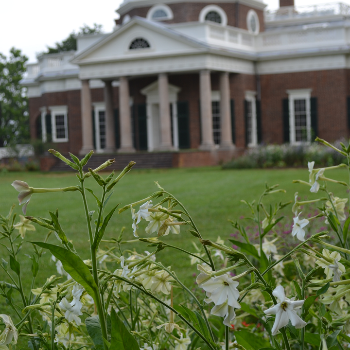 Flowering Tobacco (Nicotiana alata) at  Monticello