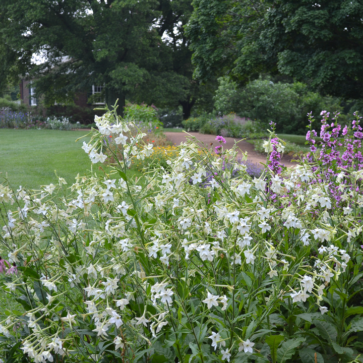 Flowering Tobacco (Nicotiana alata) on Monticello's Winding Walk