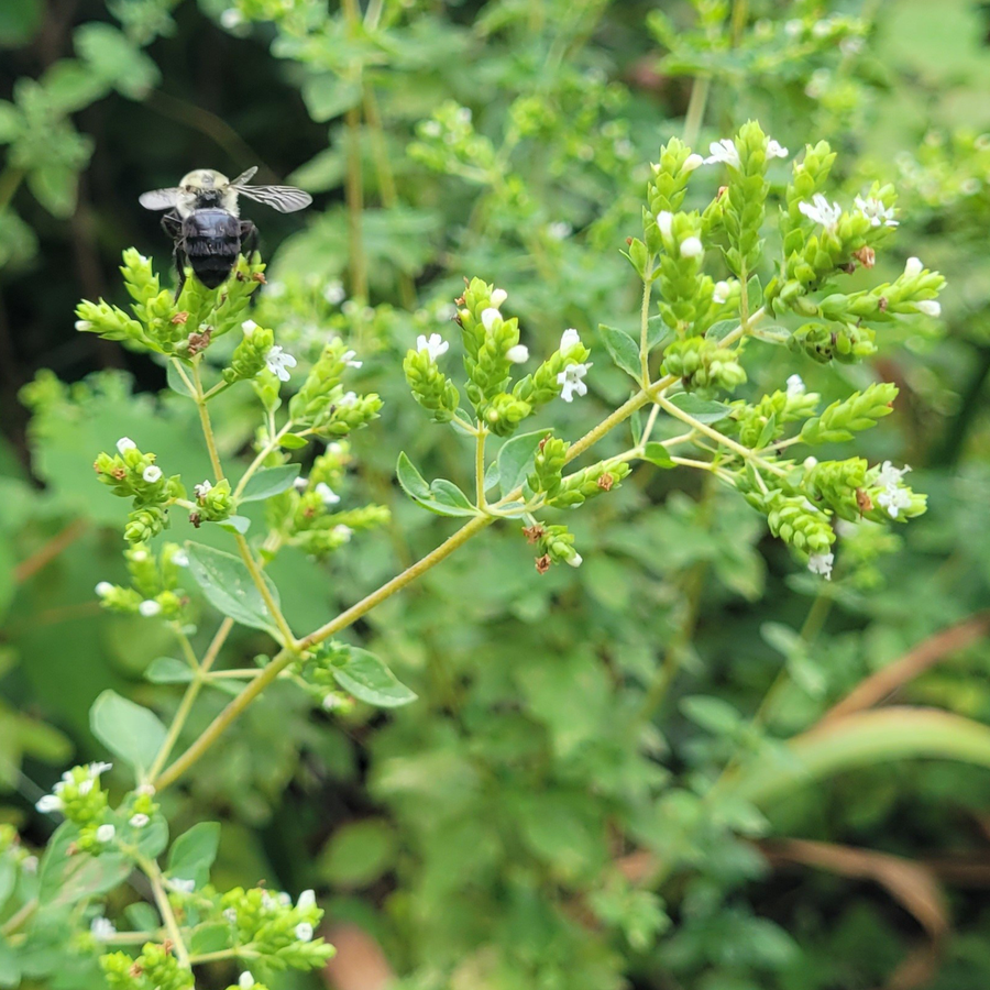 Greek Oregano Seeds (Origanum vulgare subsp. hirtum)