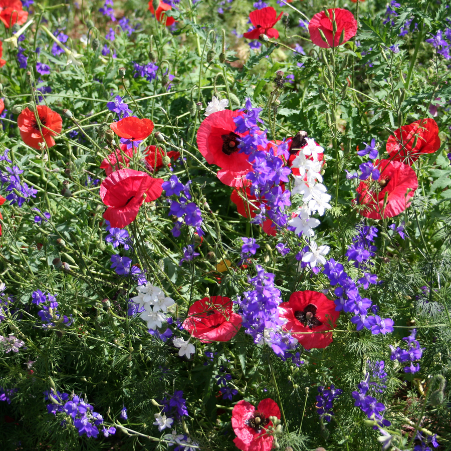 Corn Poppy Seeds (Papaver rhoeas)