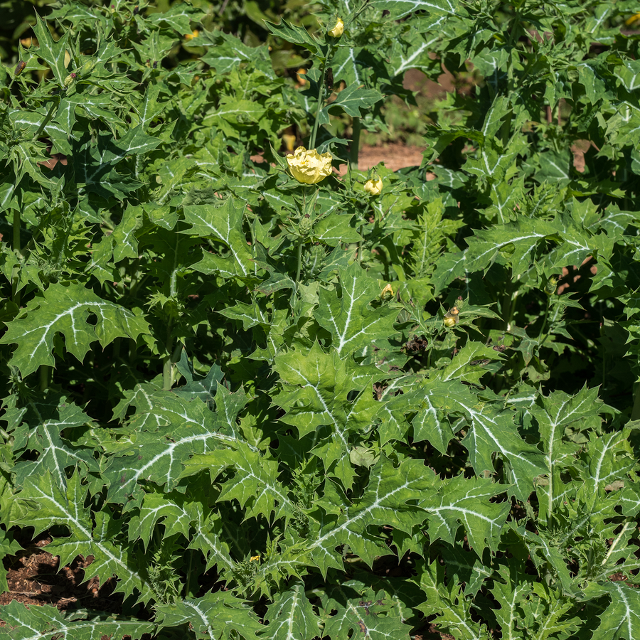 Prickly Poppy Seeds (Argemone mexicana)