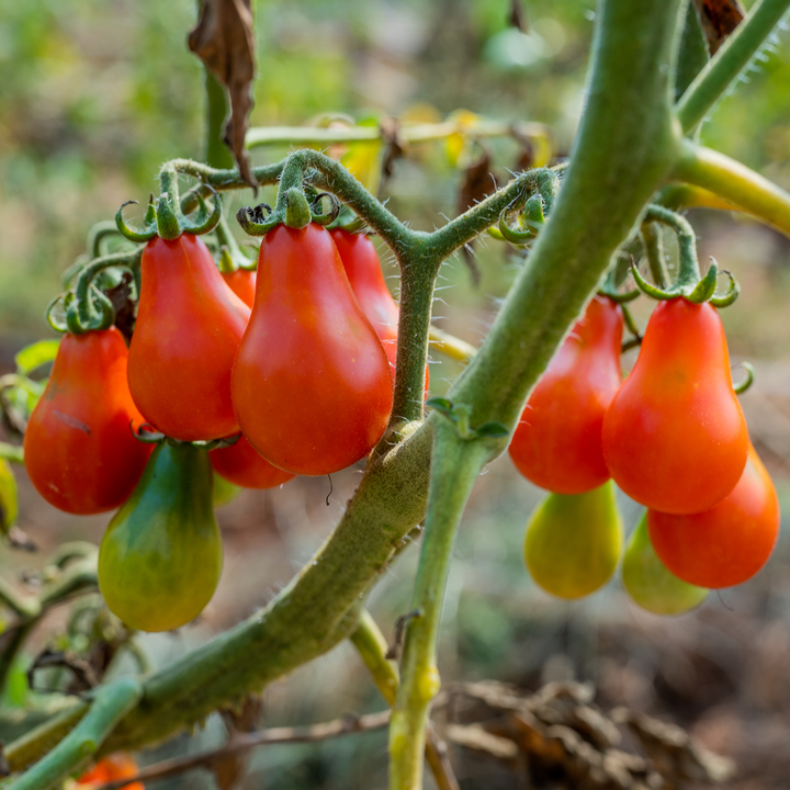 Red Fig Tomato Seeds (Solanum lycopersicum cv.)