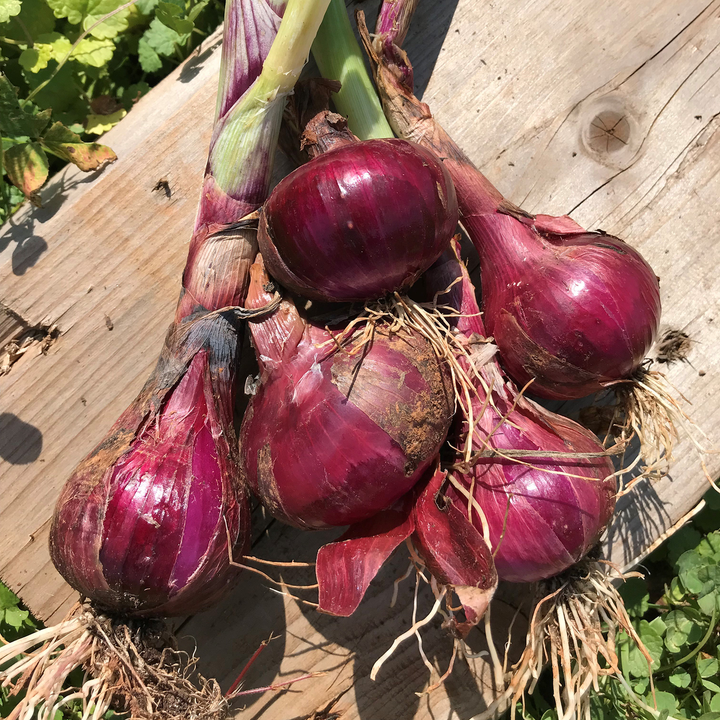 Red Wethersfield Onion Seeds (Allium cepa cv.)