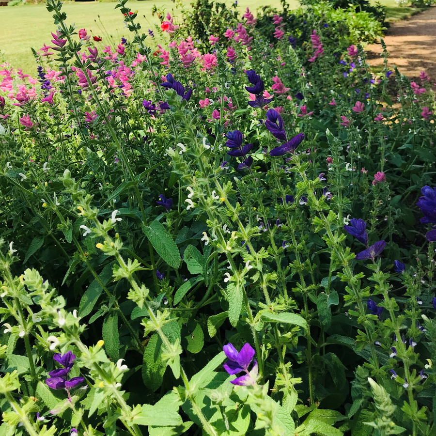 Horminum Sage Seeds (Salvia viridis)