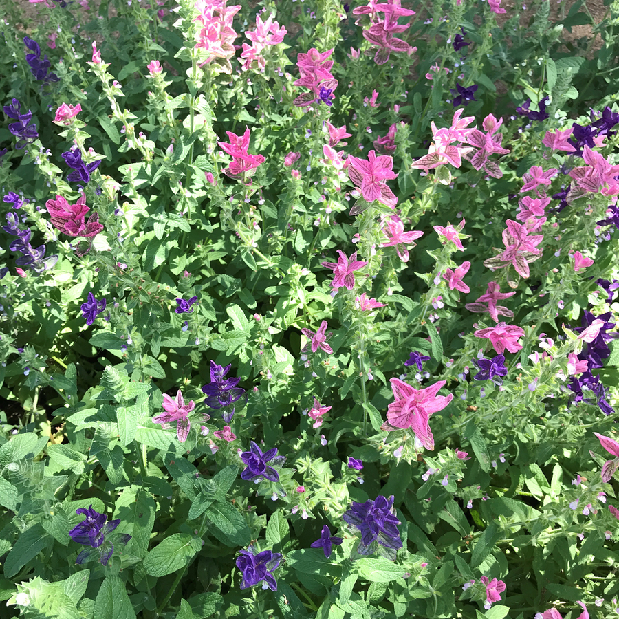 Horminum Sage Seeds (Salvia viridis)