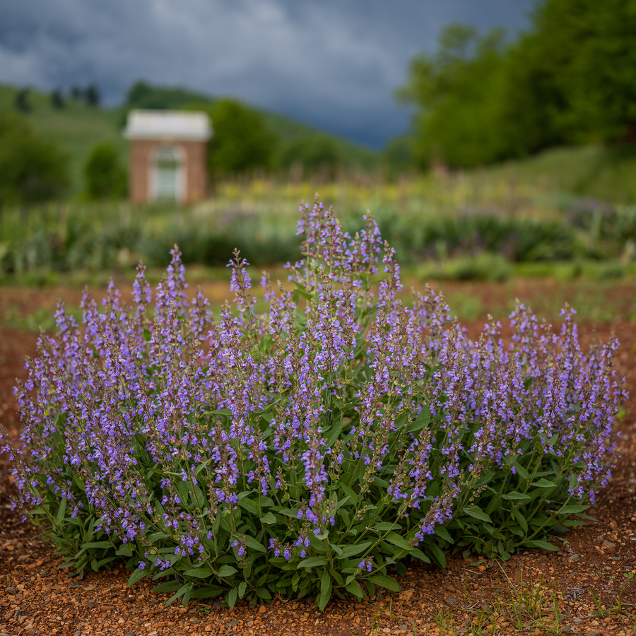 Sage Seeds (Salvia officinalis)