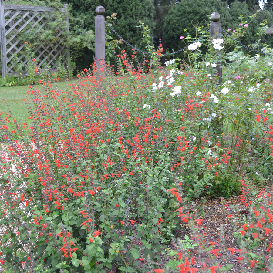 Texas Sage Seeds (Salvia coccinea)