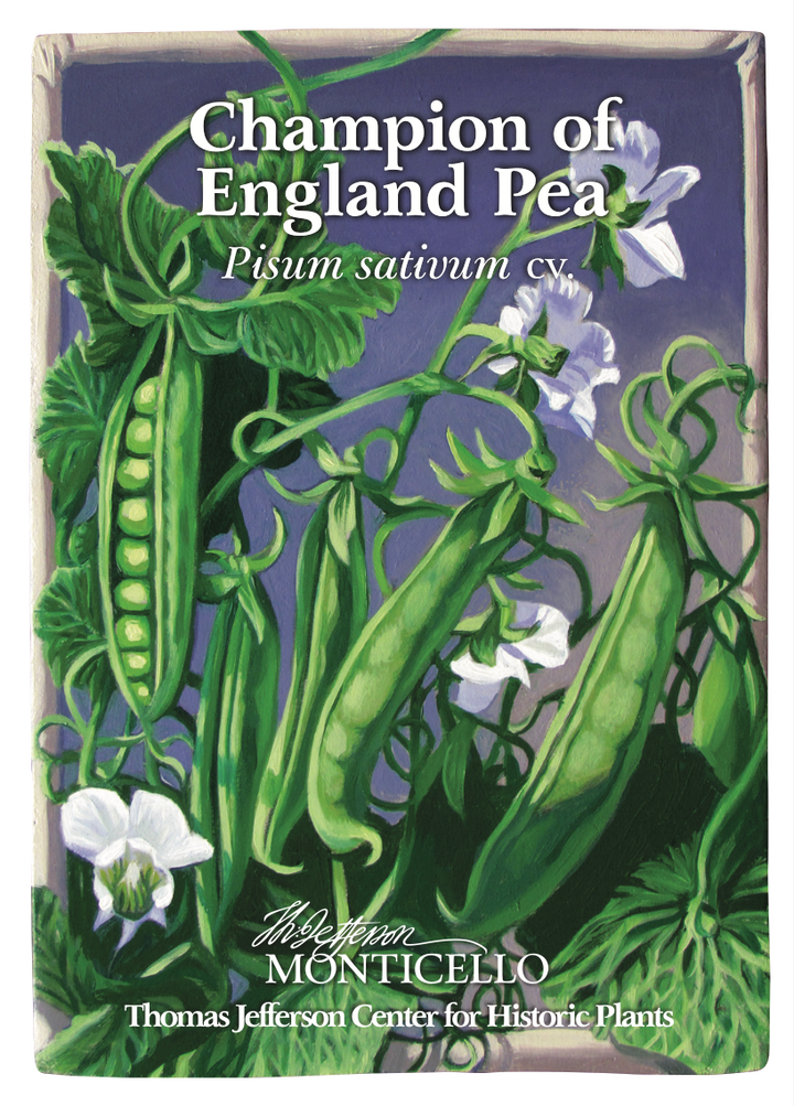 Champion of England Pea Seeds (Pisum sativum cv.)