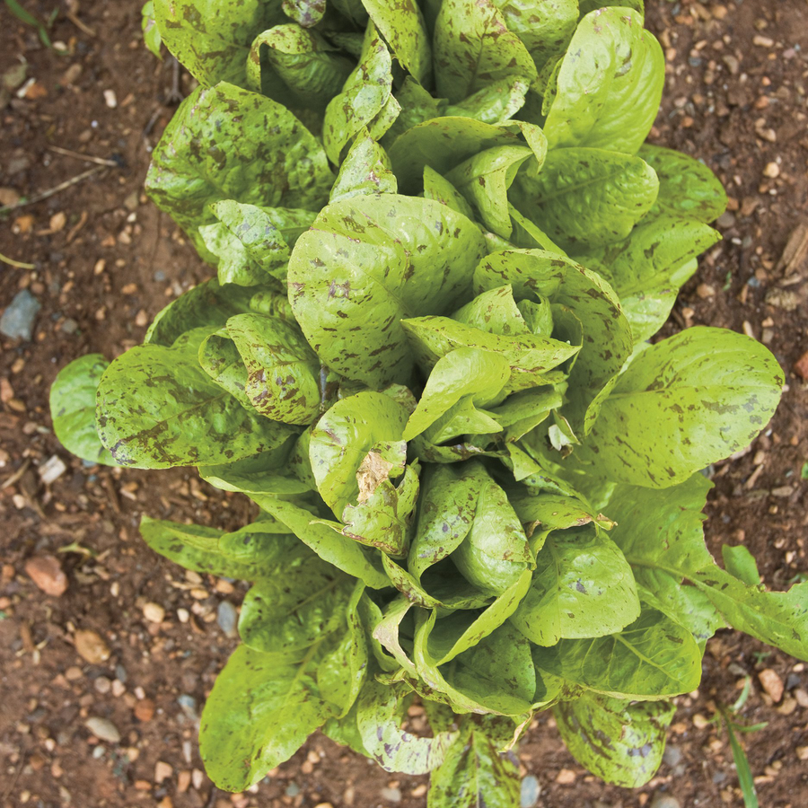 Spotted Aleppo Lettuce Seeds (Lactuca sativa cv.)