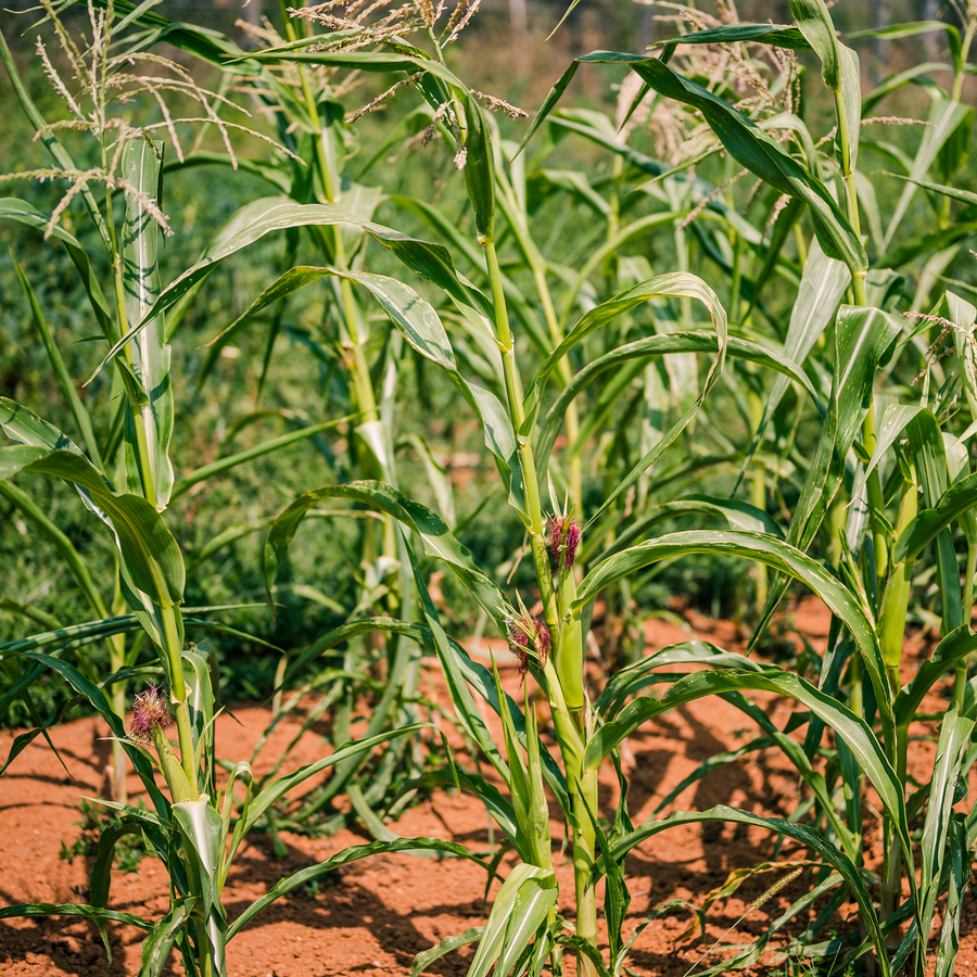 Stowell's Evergreen White Corn Seeds (Zea mays variety)