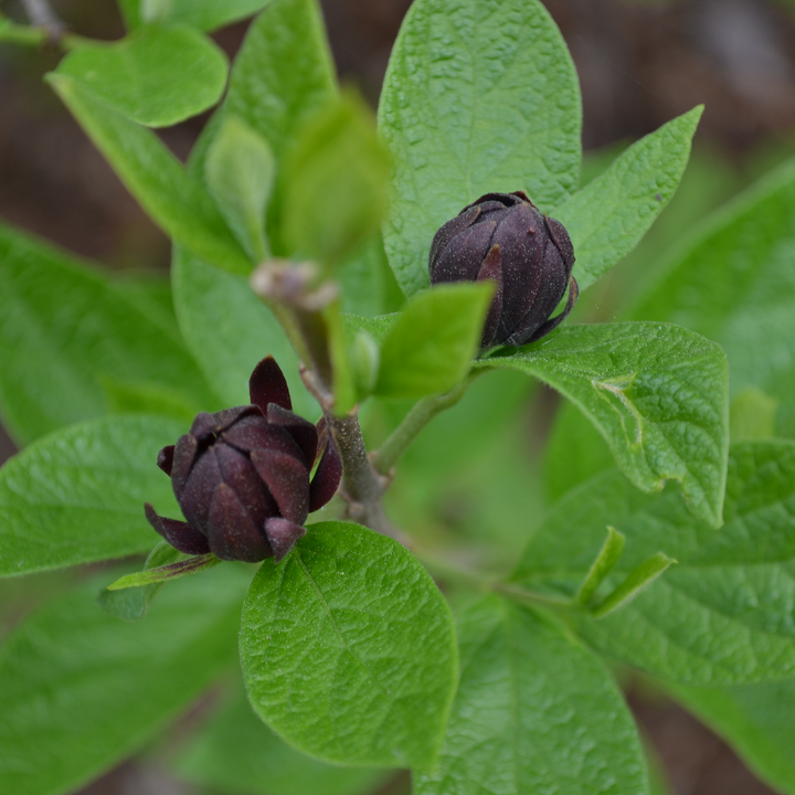 Sweet Shrub (Calycanthus floridus)