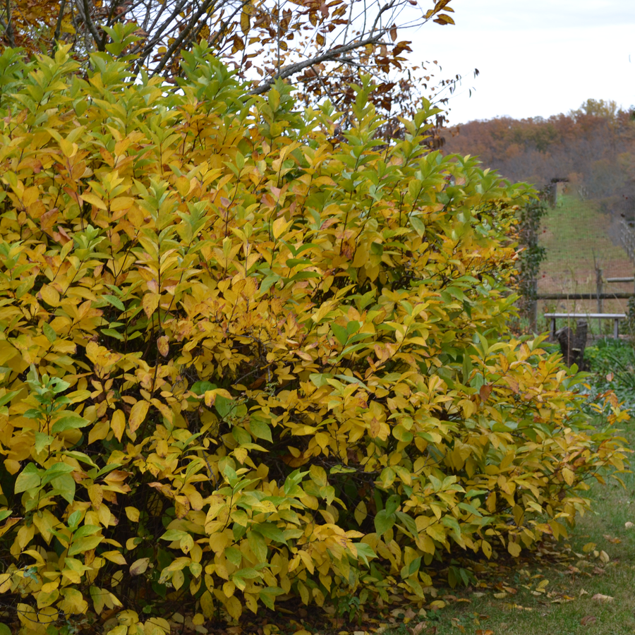 Sweet Shrub (Calycanthus floridus)