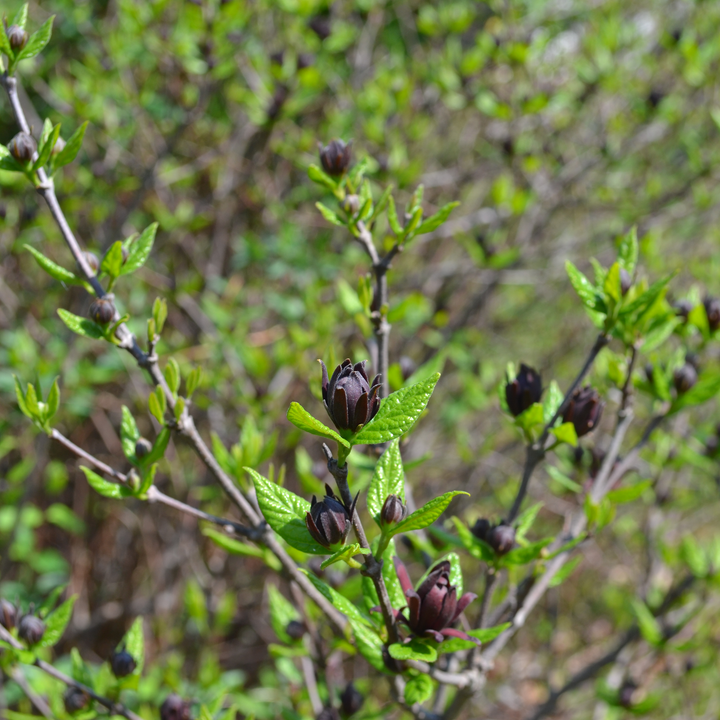 Sweet Shrub (Calycanthus floridus)