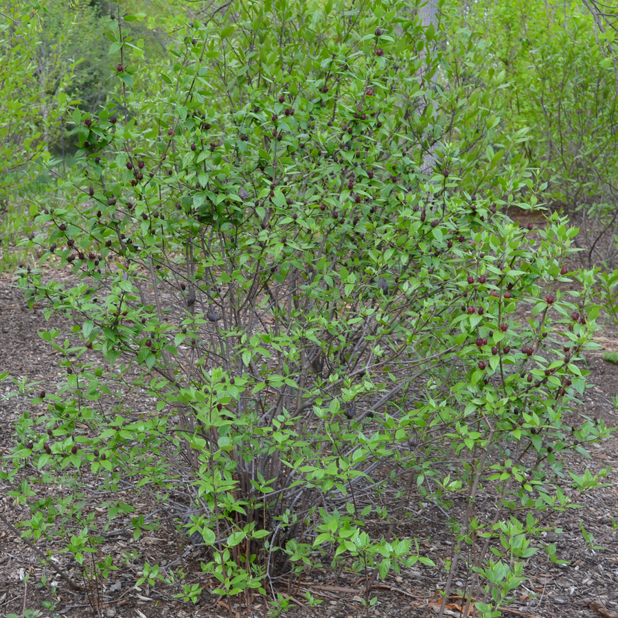 Sweet Shrub (Calycanthus floridus)