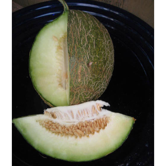 Valencia Winter Melon Seeds (Cucumis melo var. inodorus cv.)