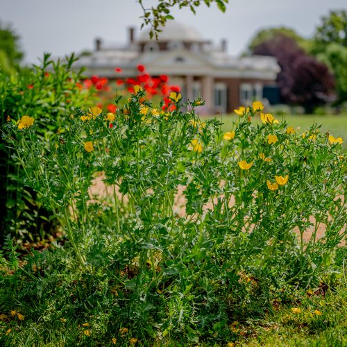 Yellow Horned Poppy  Seeds (Glaucium flavum)