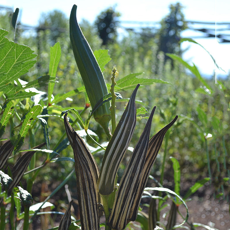 Cow's Horn Okra Seeds (Abelmoschus esculentus cv.)