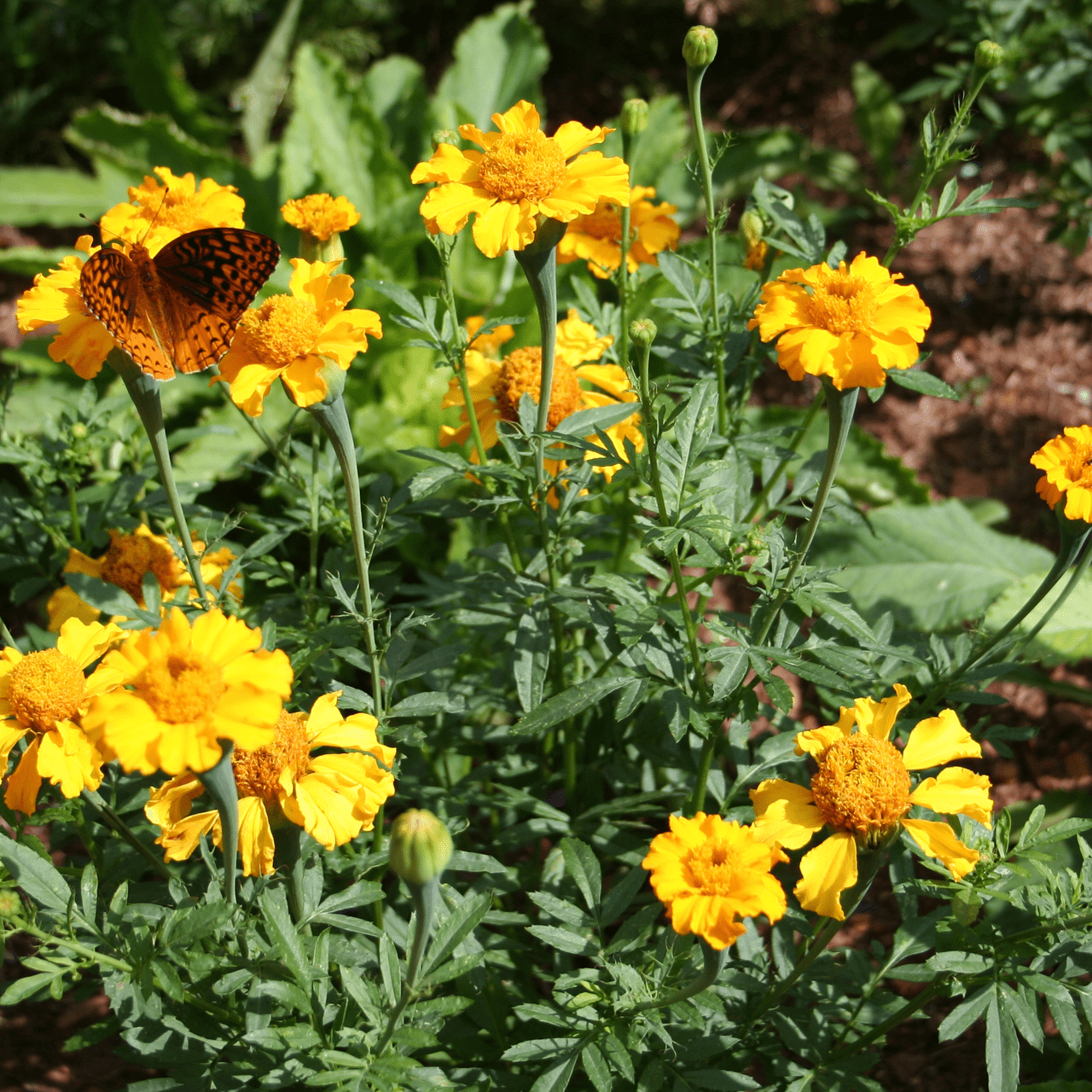 african marigold seed to flower African Marigold Seeds (Tagetes erecta) – Monticello Shop