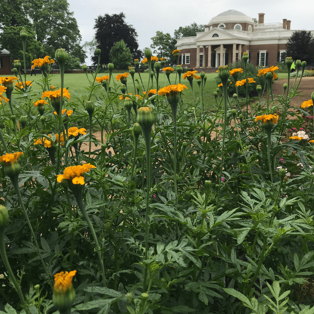 Monticello Shop African Marigold Seeds - Thumbnail 4