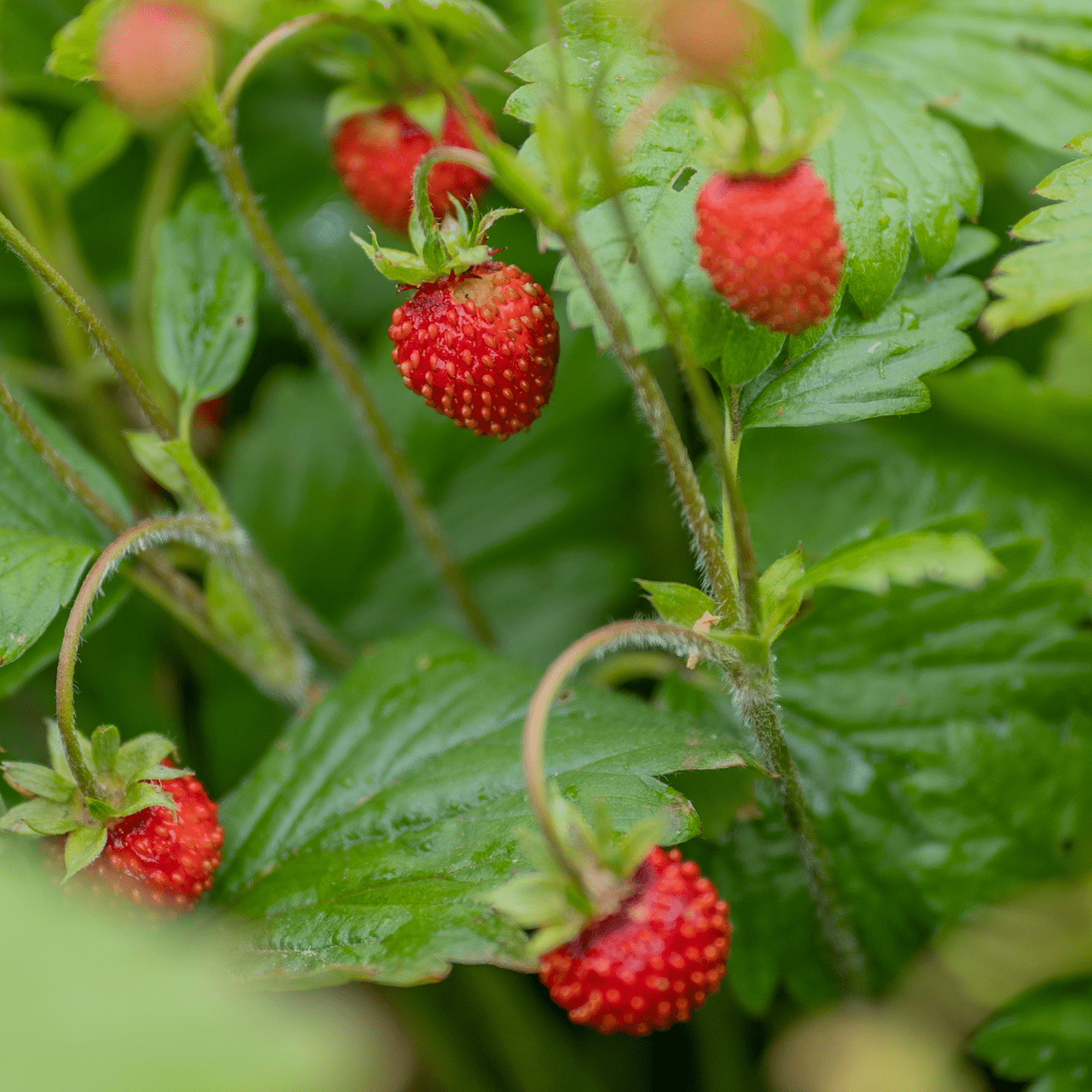 Monticello Shop Alpine Strawberry Seeds - Thumbnail 4