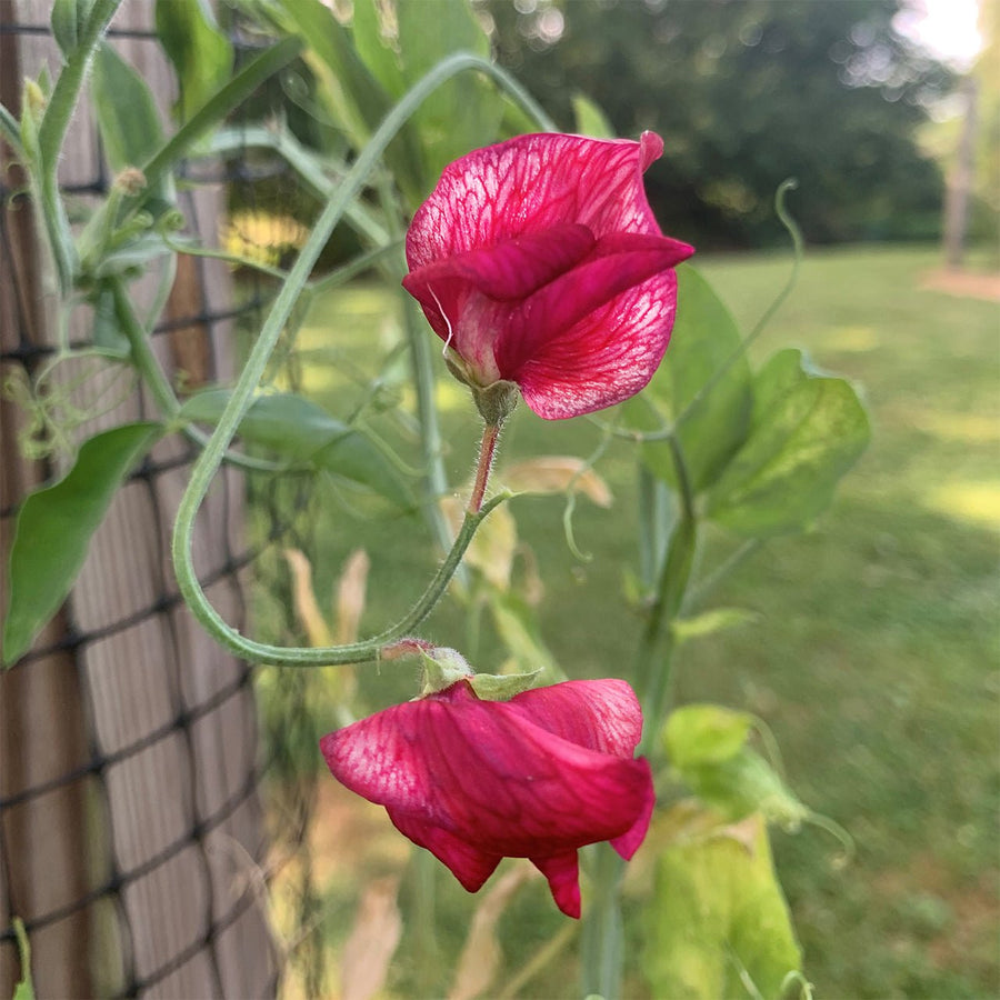 America Sweet Pea Seeds (Lathyrus odoratus) - Monticello Shop