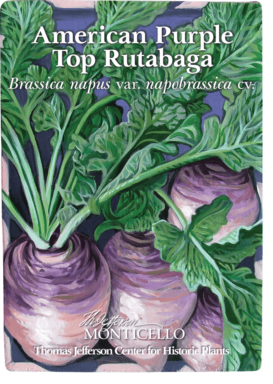 plant rutabaga seeds American Purple Top Rutabaga Seeds (Brassica napus var. napobrassica cv.)