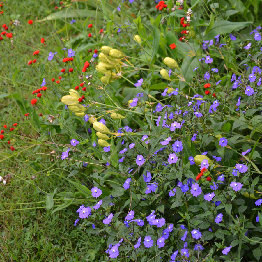 Amethyst Flower Seeds (Browallia americana)