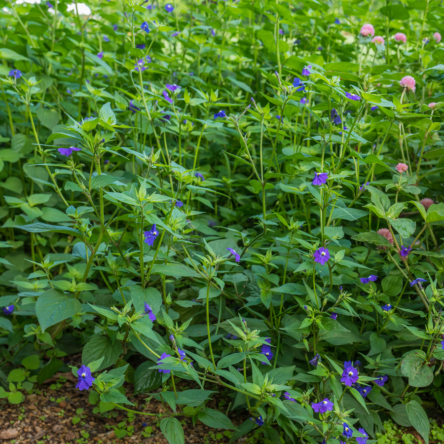 Amethyst Flower Seeds (Browallia americana)