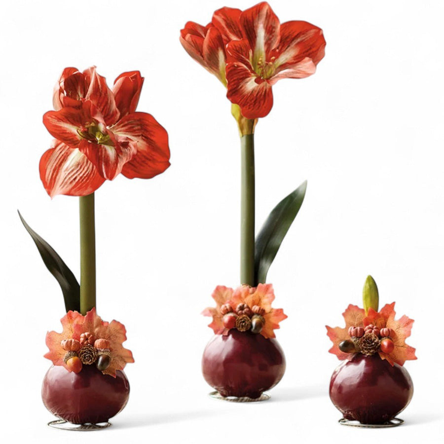 Autumn Amaryllis Bulb - Monticello Shop