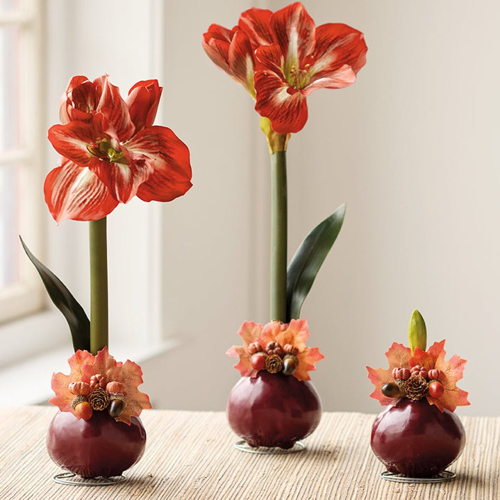 Autumn Amaryllis Bulb - Monticello Shop