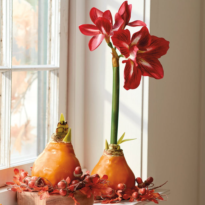 Autumn Amaryllis Bulb & Acorn Wreath - Monticello Shop