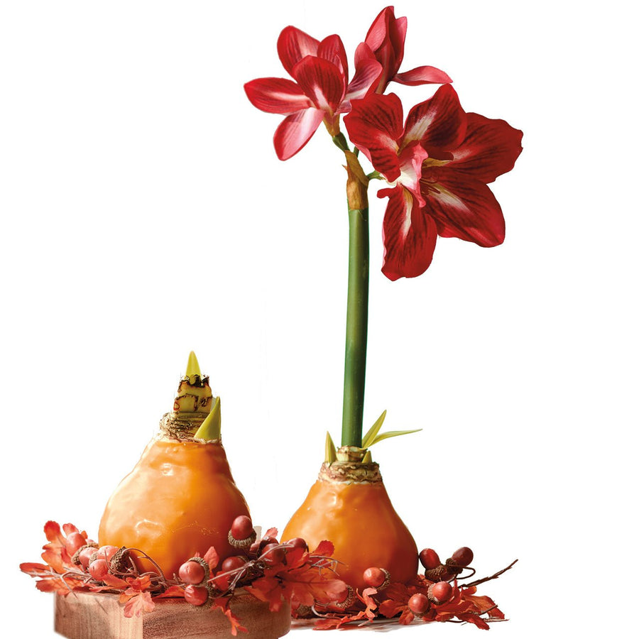Autumn Amaryllis Bulb & Acorn Wreath - Monticello Shop