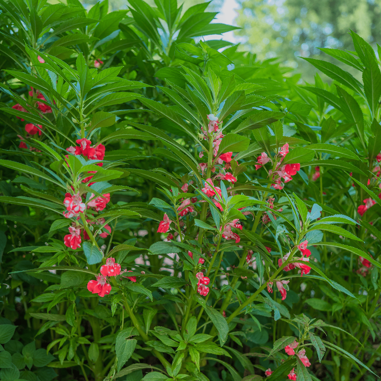 touch-me-not flower seeds Balsam; Touch-Me-Not Seeds (Impatiens balsamina)