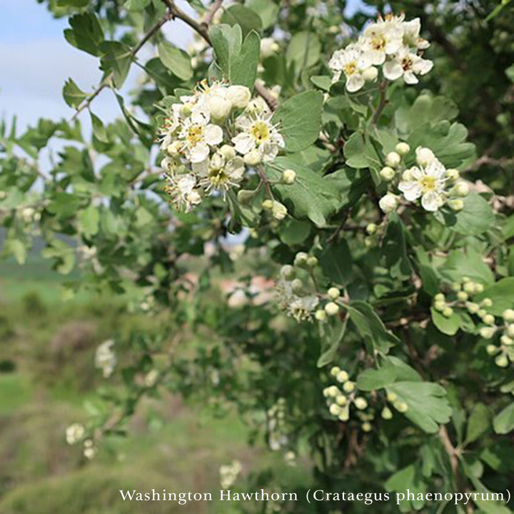 Bare Root Birds and Bees Woody Pollinator Pack - Monticello Shop