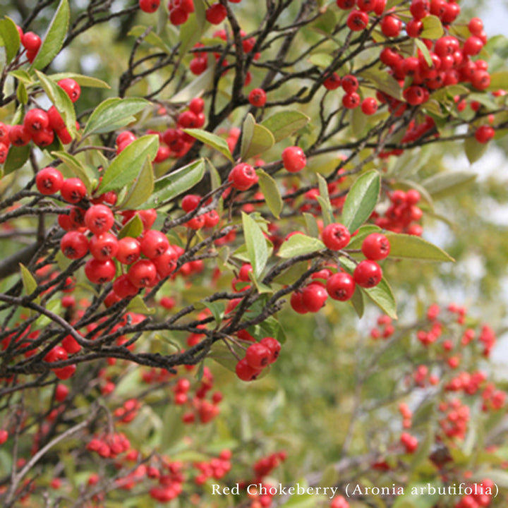 Bare Root Birds and Bees Woody Pollinator Pack - Monticello Shop
