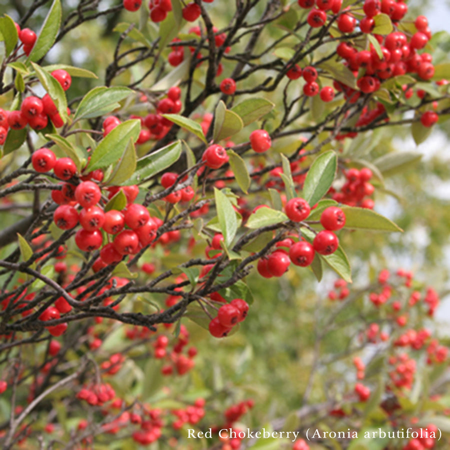 Bare Root Birds and Bees Woody Pollinator Pack - Monticello Shop