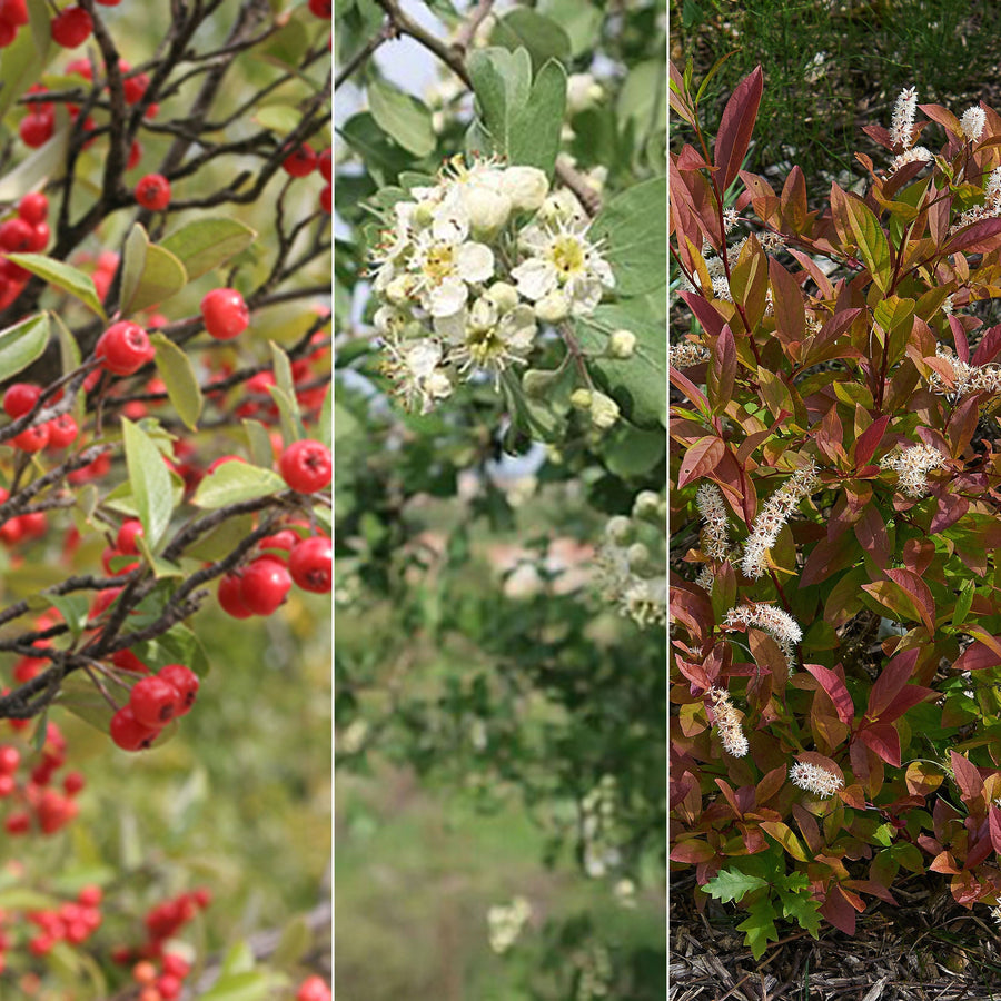 Bare Root Birds and Bees Woody Pollinator Pack - Monticello Shop