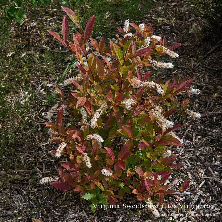 Bare Root Birds and Bees Woody Pollinator Pack - Monticello Shop