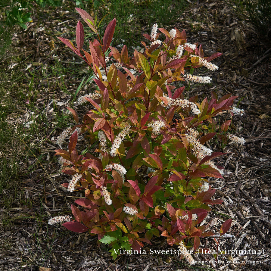 Bare Root Birds and Bees Woody Pollinator Pack - Monticello Shop