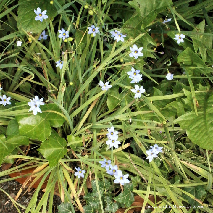 Bare Root Blue Eyed Grass (Sisyrinchium angustifolia) - Monticello Shop