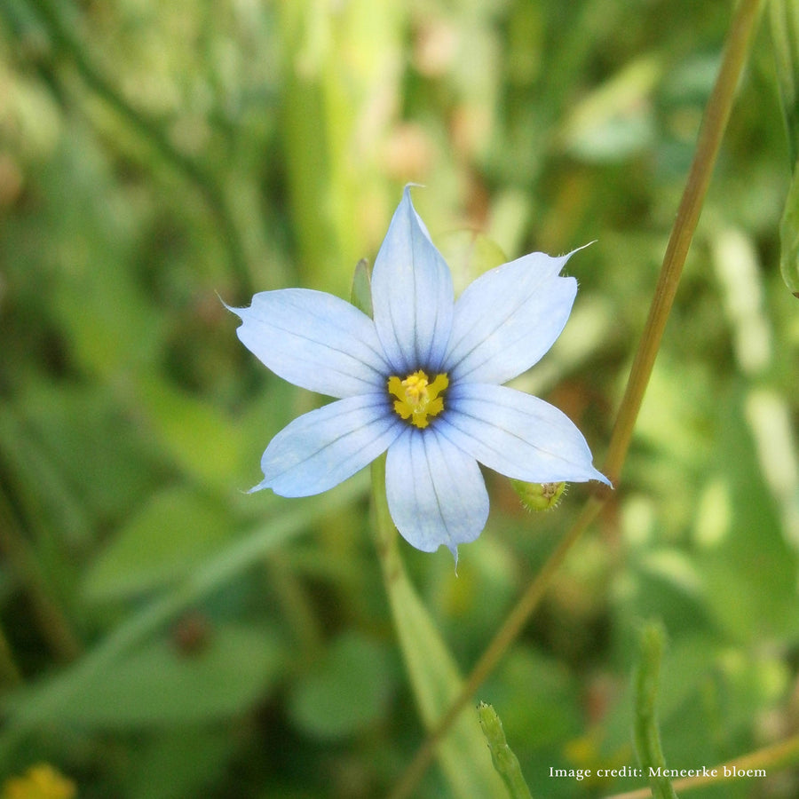 Bare Root Blue Eyed Grass (Sisyrinchium angustifolia) - Monticello Shop