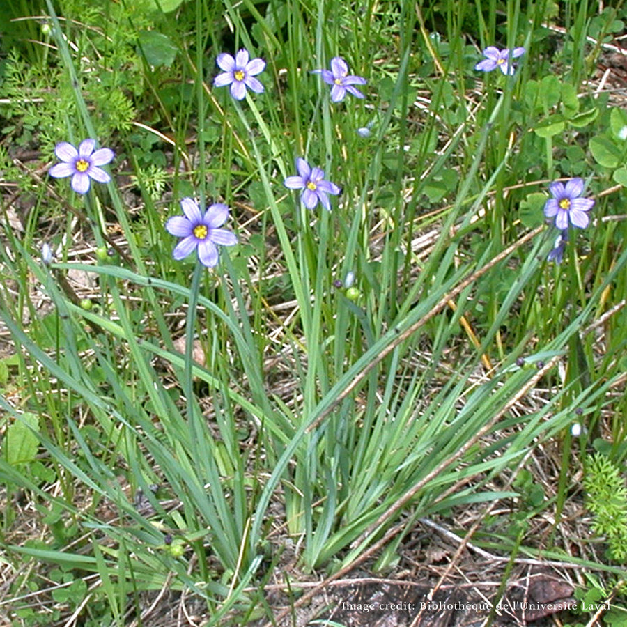 Bare Root Blue Eyed Grass (Sisyrinchium angustifolia) - Monticello Shop