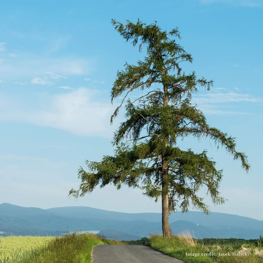 Bare Root European or Common Larch (Larix decidua) - Monticello Shop