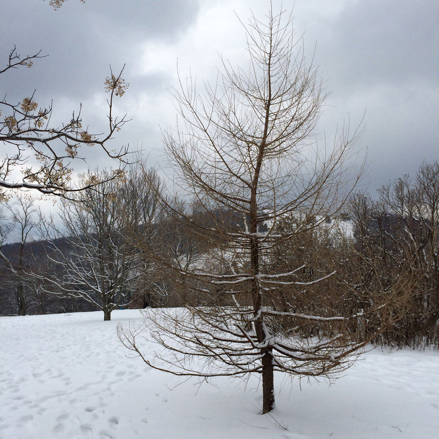 Bare Root European or Common Larch (Larix decidua) - Monticello Shop