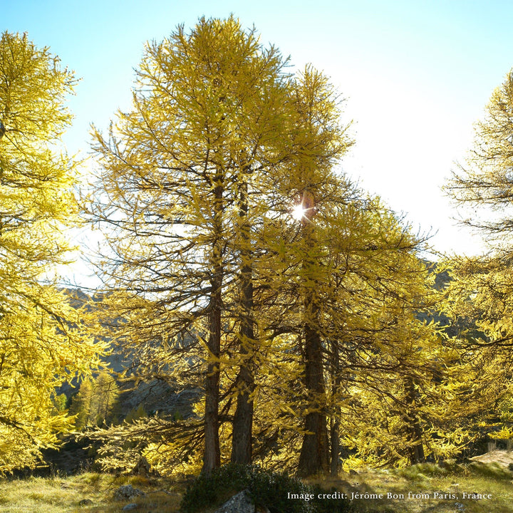 Bare Root European or Common Larch (Larix decidua) - Monticello Shop
