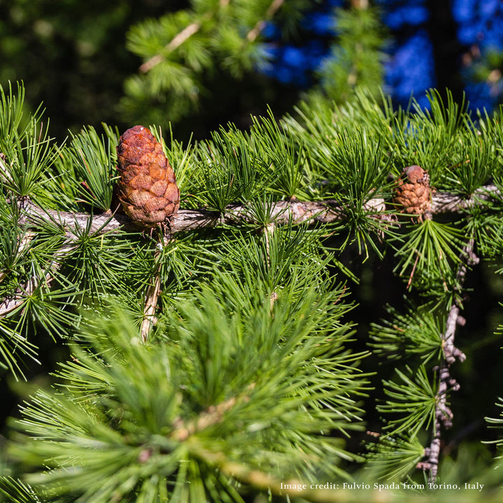 Bare Root European or Common Larch (Larix decidua) - Monticello Shop