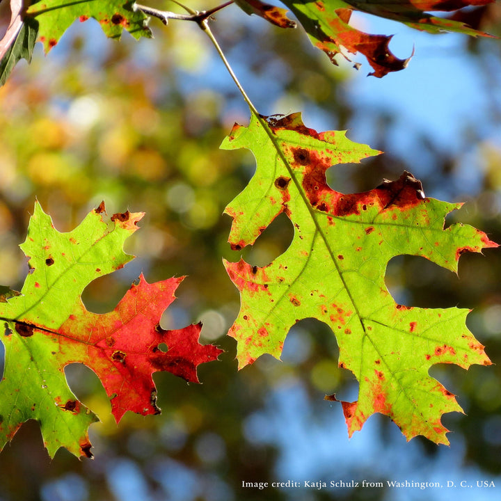 Bare Root Scarlet Oak (Quercus coccinea) - Monticello Shop