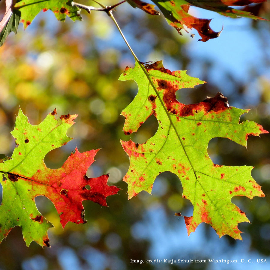 Bare Root Scarlet Oak (Quercus coccinea) - Monticello Shop