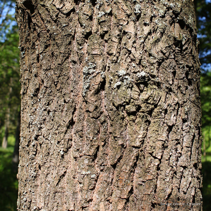 Bare Root Scarlet Oak (Quercus coccinea) - Monticello Shop