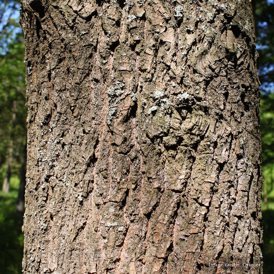 Bare Root Scarlet Oak (Quercus coccinea) - Monticello Shop